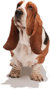 Bassett Hound